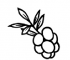 cranberry_2x_adbd54af-67d0-421b-8d1b-162728bcc91e